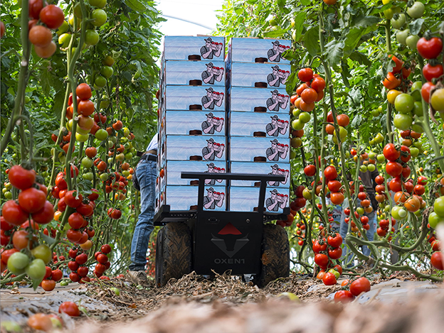 Oxen1 cart moving produce crates through a tomato greenhouse